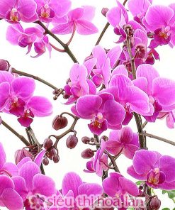 Chậu hồ điệp đem lại may mắn