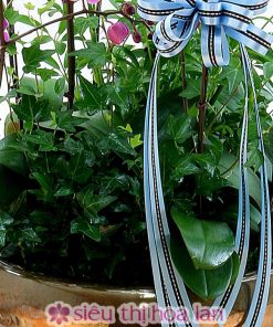 chau ho diep dem lai may man 4