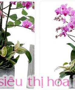 Chậu Lan Hồ Điệp Màu Hồng 5 Cành Chậu Sứ LHD-MH-5-CS-05 chau ho diep hong mung tho 3