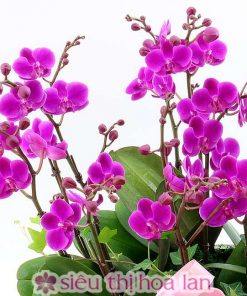 Chậu hồ điệp tím 11 cành