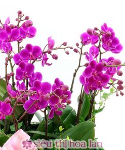 Chậu hồ điệp tím 11 cành