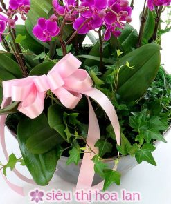 Chậu hồ điệp tím 11 cành