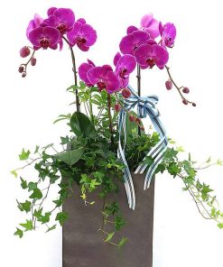 Lan Hồ điệp màu tím 3 cành LHD-MT-3-CS-03 chau-ho-diep-tim-3-canh