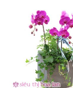 Lan Hồ điệp màu tím 3 cành LHD-MT-3-CS-03 Chậu hồ điệp tím 3 cành