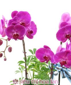 Lan Hồ điệp màu tím 3 cành LHD-MT-3-CS-03 Chậu hồ điệp tím 3 cành