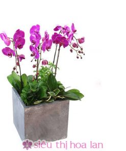 Chậu hoa lan hồ điệp màu tím 7 cành LHD-MT-7-CS-02 Chậu hồ điệp tím tặng sếp