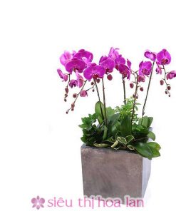 Chậu hoa lan hồ điệp màu tím 7 cành LHD-MT-7-CS-02 Chậu hồ điệp tím tặng sếp