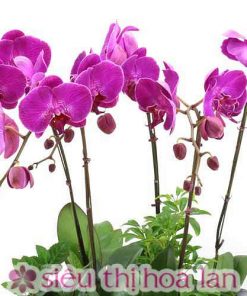 Chậu hoa lan hồ điệp màu tím 7 cành LHD-MT-7-CS-02 chau ho diep tim tang sep 4