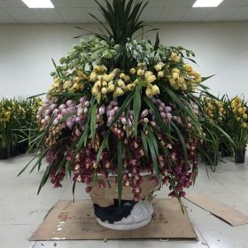 Chậu hoa địa lan Đà Lạt đa sắc cho sự kiện Chậu hoa địa lan Đà Lạt đa sắc cho sự kiện