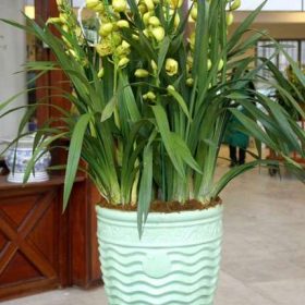 Chậu hoa địa lan Đài Loan