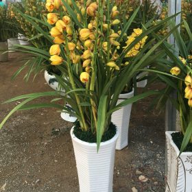 Chậu hoa địa lan Sapa đẹp