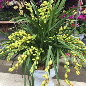 Chậu hoa địa lan Sato nhập khẩu