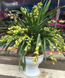 chau hoa dia lan sato nhap khau 2