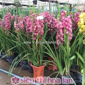 Chậu hoa địa lan Tết Đà Lạt