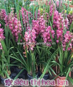 Chậu hoa địa lan Tết Đà Lạt