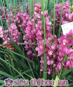 Chậu hoa địa lan Tết Đà Lạt