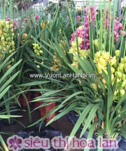 Chậu hoa địa lan Tết Đà Lạt