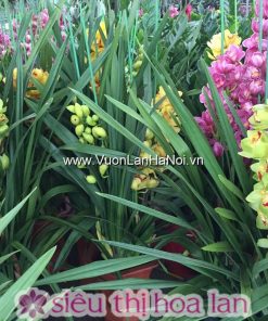 Chậu hoa địa lan Tết Đà Lạt