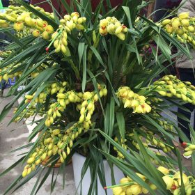 Chậu hoa địa lan Tết đẹp