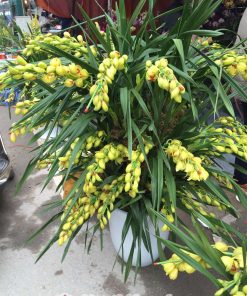 chau hoa dia lan tet dep 2