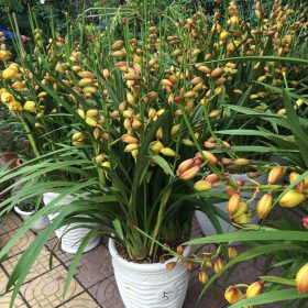 Chậu hoa địa lan Tết vàng chanh