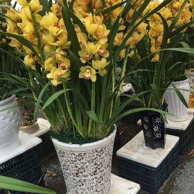 Chậu hoa địa lan Tết vàng Hoàng Hậu