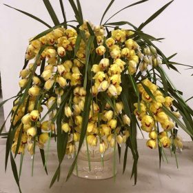 Chậu hoa địa lan Tết vàng mít