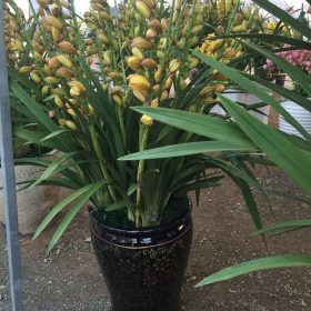 Chậu hoa địa lan Thái Lan đẹp