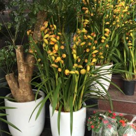 Chậu hoa địa lan Thái Lan vàng mít