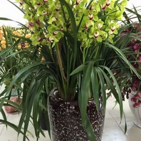 Chậu hoa địa lan Thái lan xanh ngọc