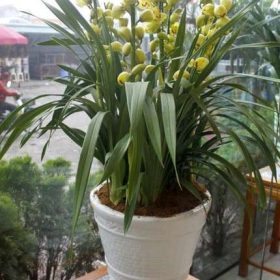 Chậu hoa địa lan vàng chanh