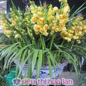 Chậu hoa địa lan vàng hoàng hậu