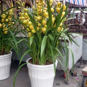 Chậu hoa địa lan vàng mít Chậu hoa địa lan vàng mít