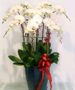 Chậu hoa lan hồ điệp trắng 9 cành