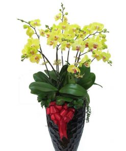 chau-hoa-lan-ho-diep-vang-10-canh