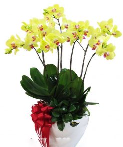Chậu hoa lan hồ điệp màu vàng 7 cành LHD-MV-7-CC-02 chau-hoa-lan-ho-diep-vang-7-canh