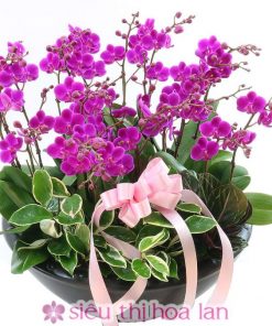 Chậu hoa lan hồ điệp đa sắc màu 18 cành LHD-ĐS-18-CS-02 Chậu lan hồ điệp hội nghị 18 cành