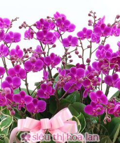 Chậu hoa lan hồ điệp đa sắc màu 18 cành LHD-ĐS-18-CS-02 Chậu lan hồ điệp hội nghị 18 cành