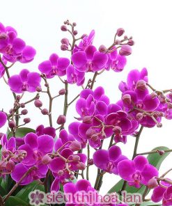 Chậu hoa lan hồ điệp đa sắc màu 18 cành LHD-ĐS-18-CS-02 Chậu lan hồ điệp hội nghị 18 cành