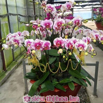 Chậu lan hồ điệp hội nghị cao cấp