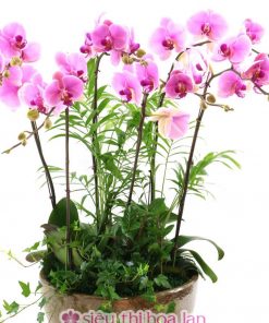 Chậu lan hồ điệp hồng 6 cành