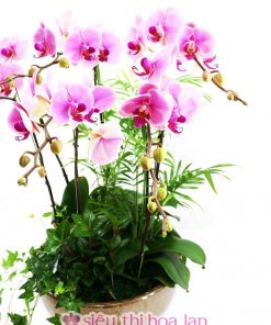 Chậu lan hồ điệp hồng 6 cành