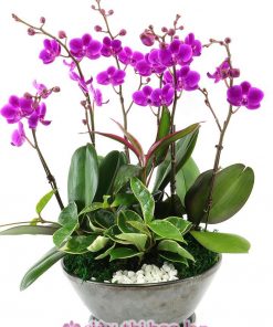 Chậu hoa lan hồ điệp đa sắc màu 5 cành Chậu lan hồ điệp ngày của mẹ