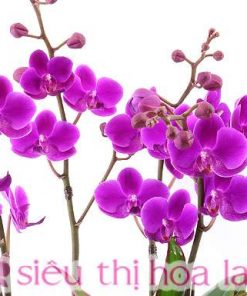 Chậu hoa lan hồ điệp đa sắc màu 5 cành chau lan ho diep ngay cua me 4