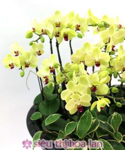 Chậu lan hồ điệp tết 18 cành