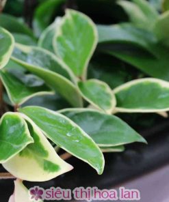 chau lan ho diep tet 18 canh 5