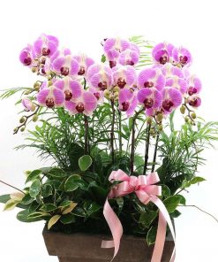 Chậu lan hồ điệp tết đoàn viên