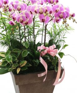 Chậu lan hồ điệp tết đoàn viên