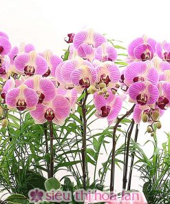 Chậu lan hồ điệp tết đoàn viên