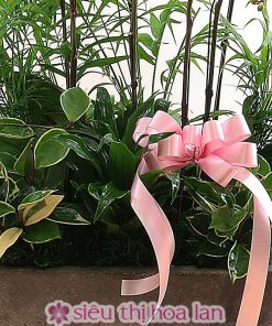 Chậu lan hồ điệp tết đoàn viên